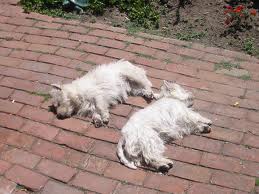 dogs on bricks